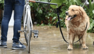 Bicycle Dog Leash - Styley Pets