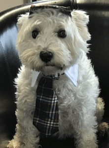 Products: Dog Hat & Tie Set - Styley Pets