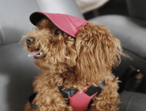 Dog Sun Cap - Styley Pets