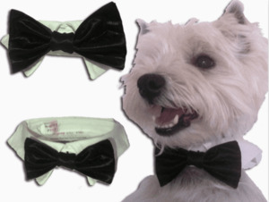 Formal Bow Tie & Collar for Dogs - Styley Pets