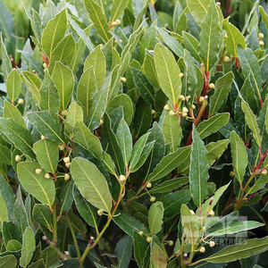 BAY TREE (laurus nobilis) Subtropica
