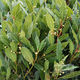 BAY TREE (laurus nobilis) Subtropica