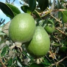 Products: FEIJOA - Feijoa sellowiana Subtropica
