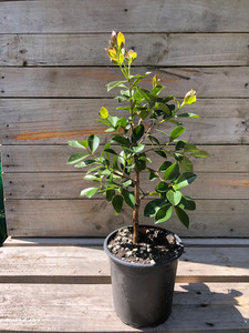 GUAVA RED - Psidium Sp Subtropica