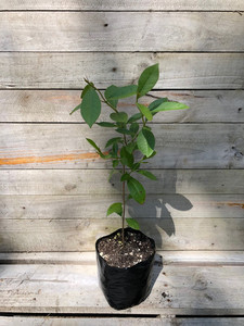 GUAVA YELLOW - Psidium Sp Subtropica