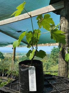 GRAPE - Vitis vinifera Subtropica