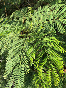 Products: RIVER TAMARIND (Leucaena Leucocephala) Subtropica