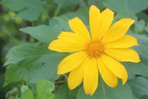 Products: TITHONIA (Tithonia diversifolia) Subtropica