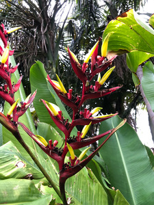 Products: HELICONIA (Heliconia subulata) Subtropica