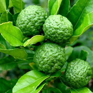 Products: KAFFIR LIME (Citrus hystrix) Subtropica