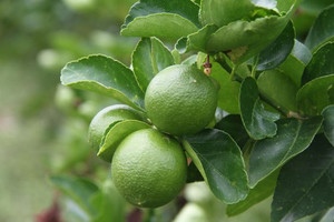 Products: LIME - SUBLIME (Citrus aurantifolia) Subtropica