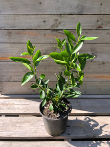 LIME - TAHITI (Citrus aurantifolia) Subtropica