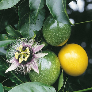 Products: PASSIONFRUIT LILIKOI (Passiflora edulis flavicarpa) Subtropica