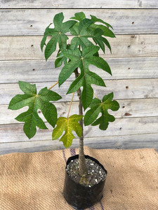 Products: PAPAYA - MOUNTAIN (Vasconcellea pubescens) Subtropica