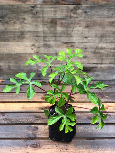 Products: PAPAYA - MOUNTAIN RED (Vasconcellea spp.) Subtropica