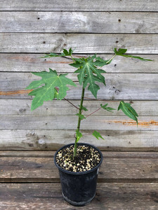 Products: TROPICAL PAPAYA - RED LADY (Carica papaya) Subtropica