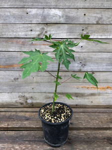Products: TROPICAL PAPAYA - RED LADY (Carica papaya) Subtropica
