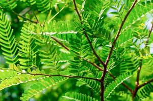 Products: TAMARIND (Tamarindus indica) Subtropica