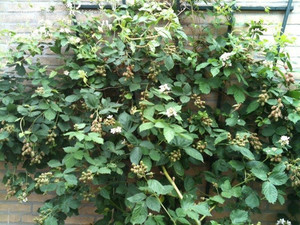 Products: BLACKBERRY - THORNLESS (Rubus fruiticosus) Subtropica