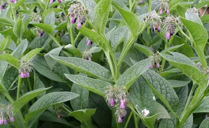COMFREY (Symphytum officinale) Subtropica