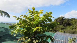 DAVIDSONS PLUM (Davidsonia pruriens) Subtropica