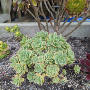 Aeonium: Aeonium Variety Unknown (Like houseleek but miniature)