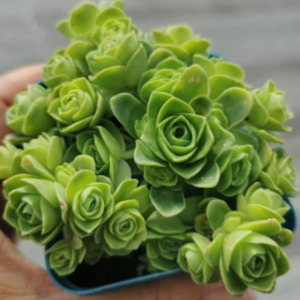 Aeonium: Aeonium Aureum | Green Mountain Rose