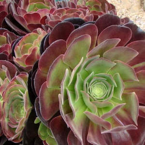 Aeonium Arboreum Velour