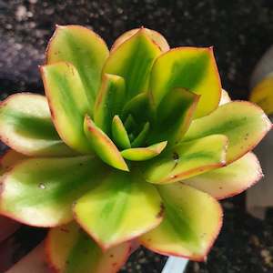 Aeonium: Aeonium Sunburst | Copper Pinwheel