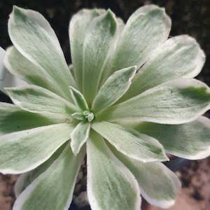 Aeonium: Aeonium Ballerina | Aeonium Frosty