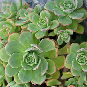 Aeonium: Aeonium Decorum var Guarimarense | Giant Houseleek