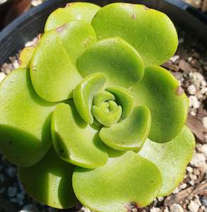Aeonium: Aeonium Lily Pad