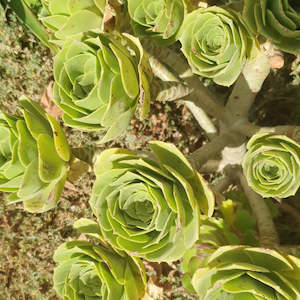 Aeonium: Aeonium Urbicum | Salad Bowl Aeonium