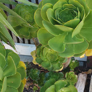 Aeonium: Aeonium Undulatum | Stalked Aeonium
