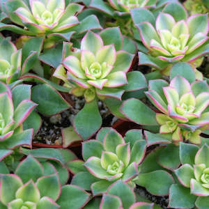 Aeonium Haworthii | Kiwi Aeonium