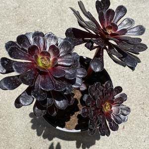 Aeonium Arboreum Zwartkop | Black Rose Aeonium