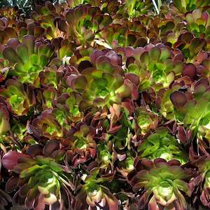Aeonium: Aeonium Garnet