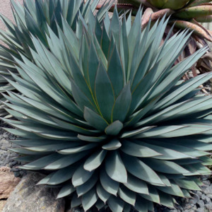 Agave: Agave Blue Ember