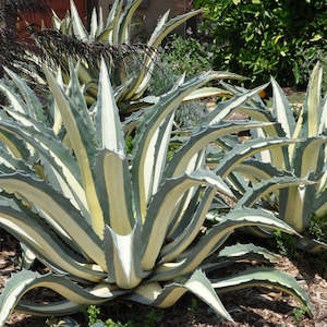 Agave: Agave Americana var. Mediopicta Alba | White-Striped Century Plant