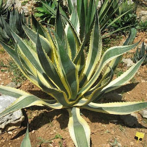 Agave: Agave Americana Marginata | Variegated Century Plant