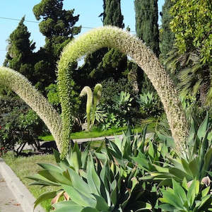Agave: Agave Attenuata | Fox Tail Agave
