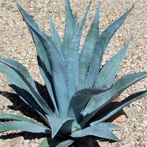 Agave: Agave Americana | Century Plant