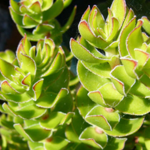 Crassula Dejecta | Doily Crassula