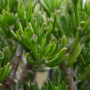 Aloe: Crassula Ovata Gollum