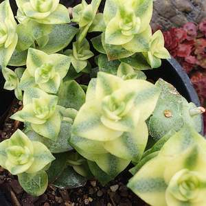 Aloe: Crassula Perforata Variegata