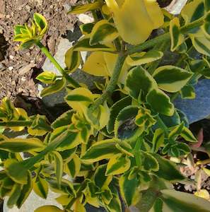 Crassula Sarmentosa Comet | Variegated Trailing Jade Plant