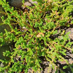 Aloe: Crassula Lycopodioides | Princess Pine