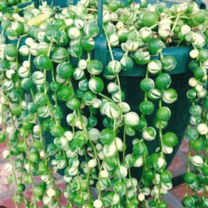 Senecio: Senecio Rowleyanus Variegata | Variegated String of Pearls