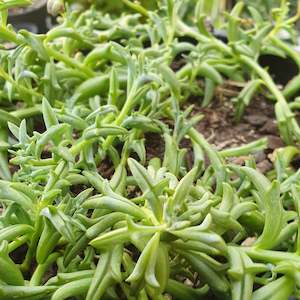 Senecio: Senecio Peregrinus | String of Dolphins