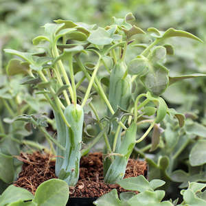 Senecio: Senecio Articulatus | Candle Plant